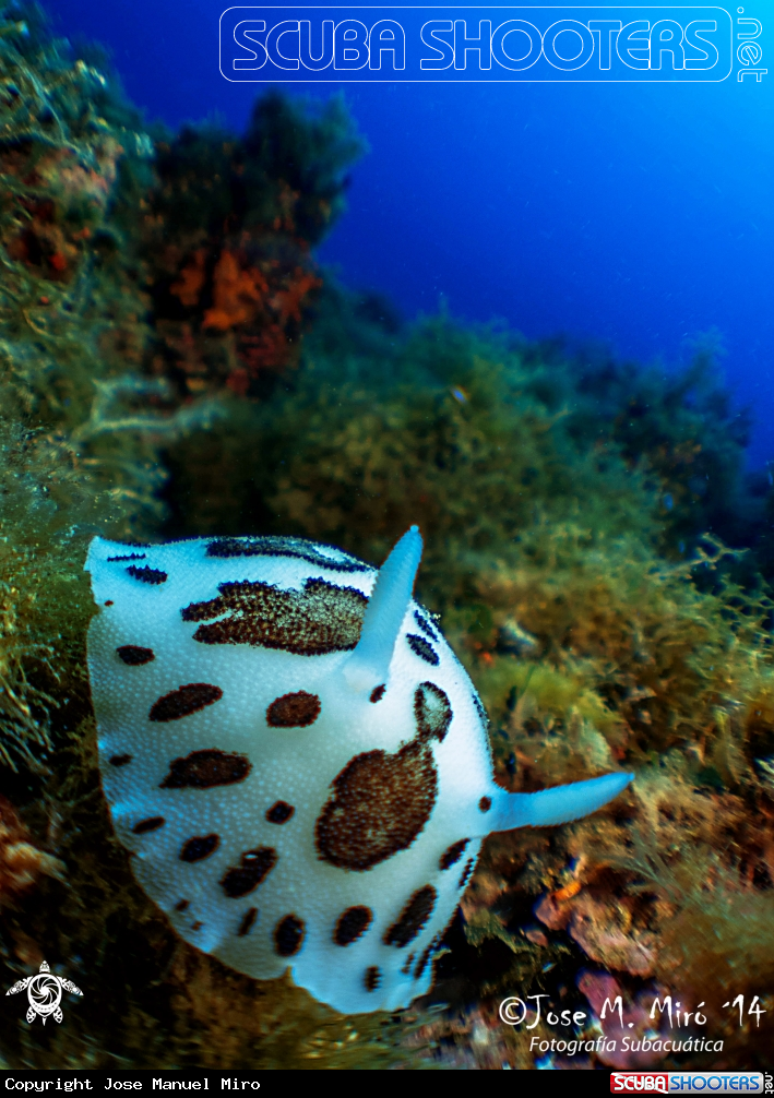 A Discodoris Atromaculata