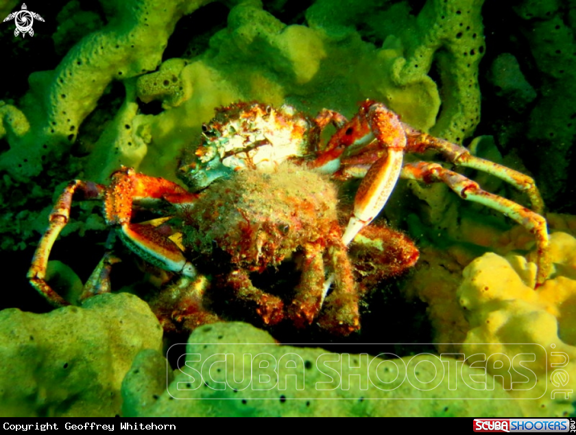 A Spider Crab