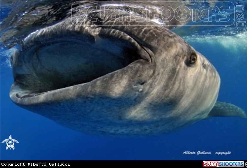 A Whale shark