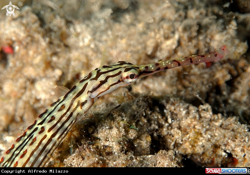 A Pesce Pipa