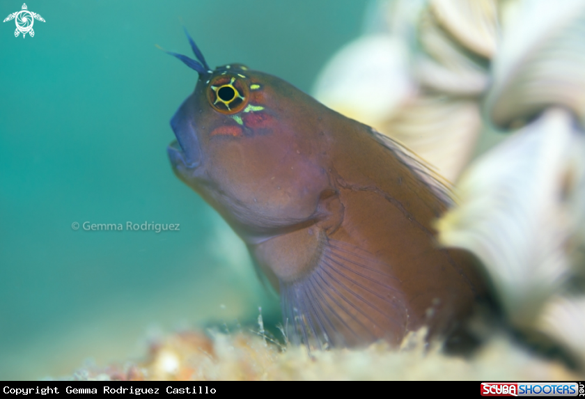 A Goby