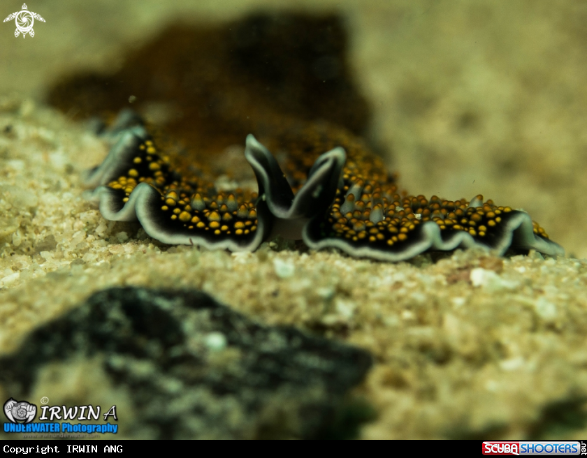A underwater creature