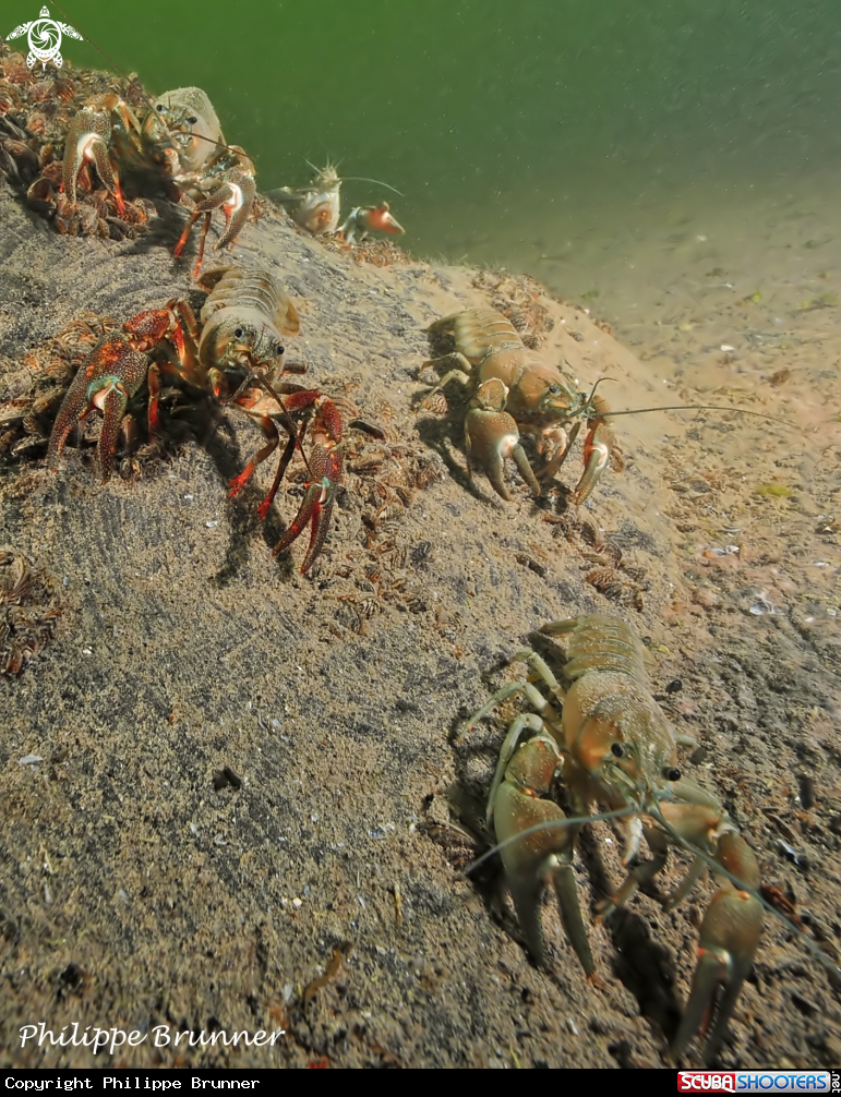 A Crayfish