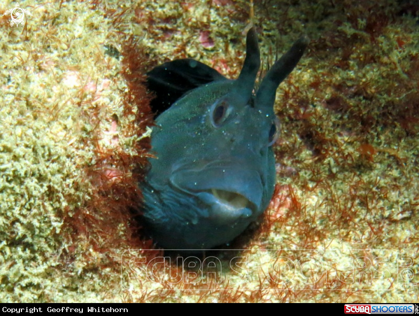 A Tasmanian Blenny