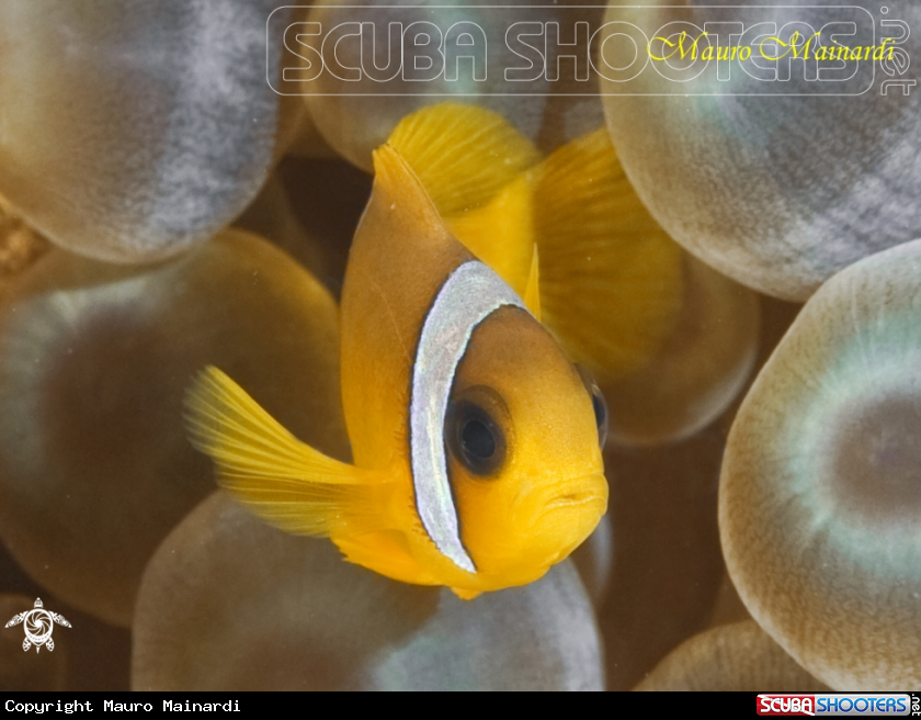 A Baby clownfish