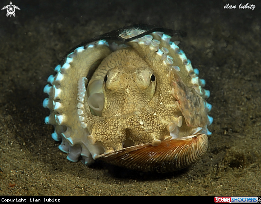 A Octopus