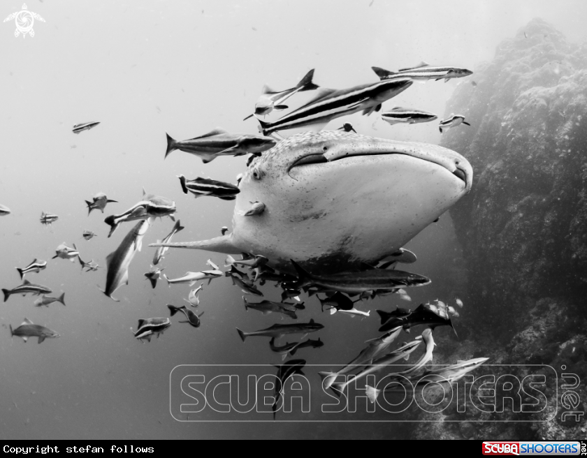 A Whale Shark