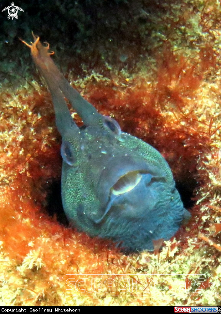 A Tasmanian Blenny