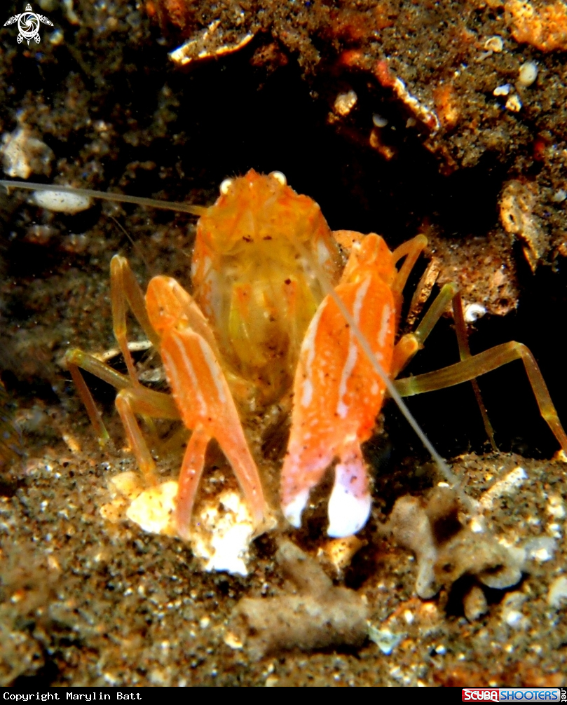 A Snapping Shrimp