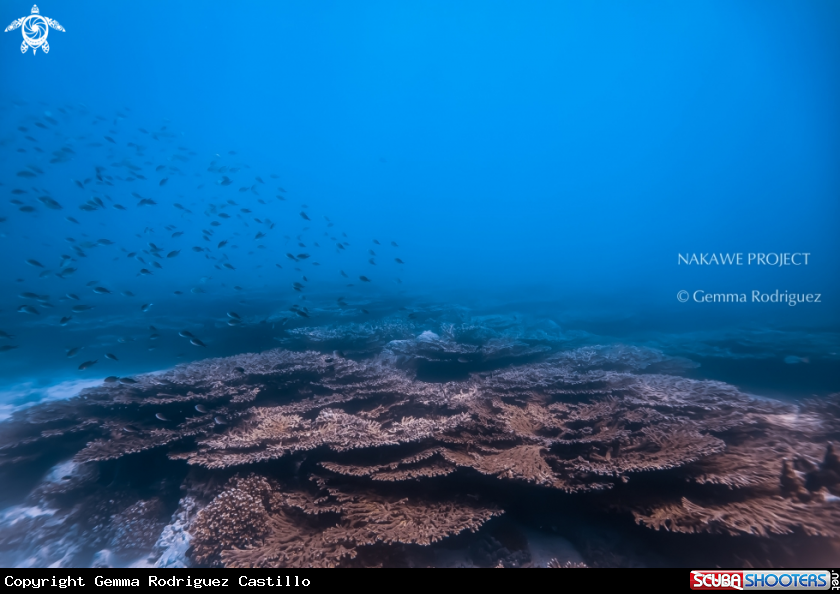 A Ocean