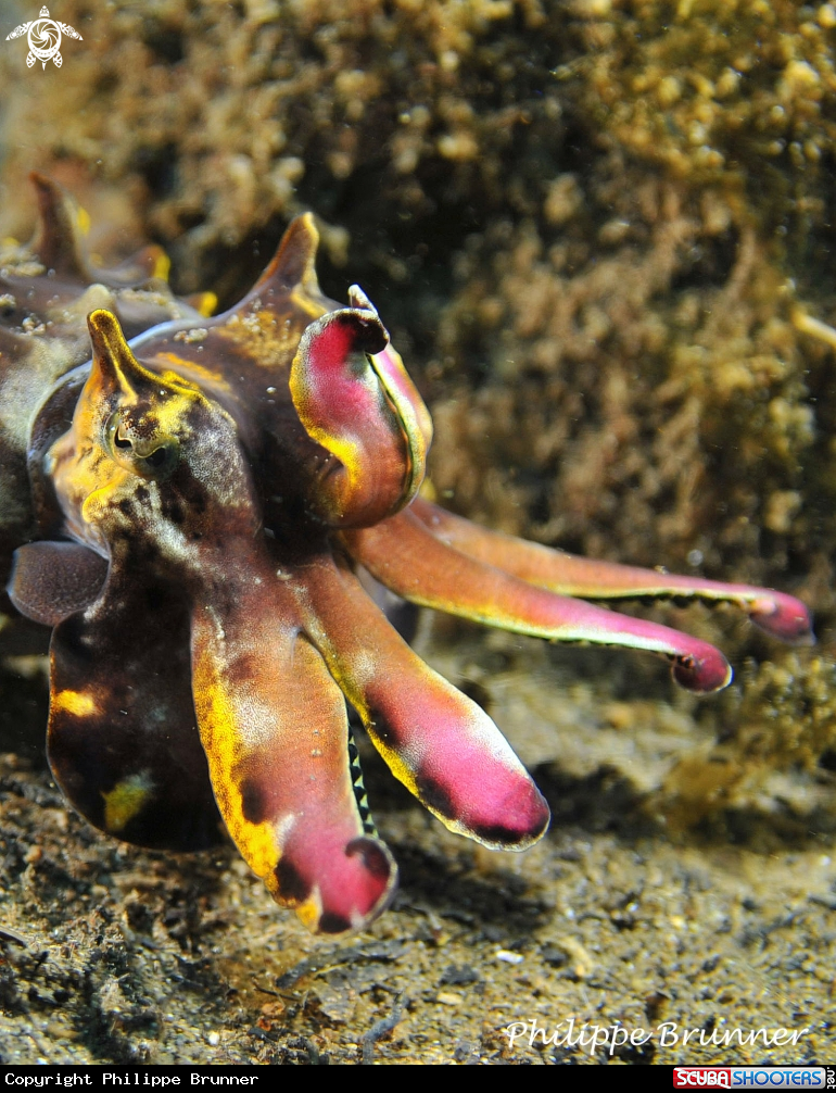 A Flamboyant cuttlefish