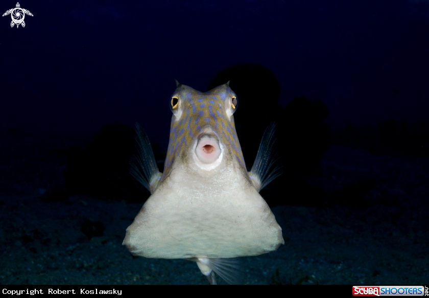 A  trunkfish 