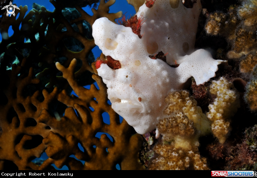 A Frogfish