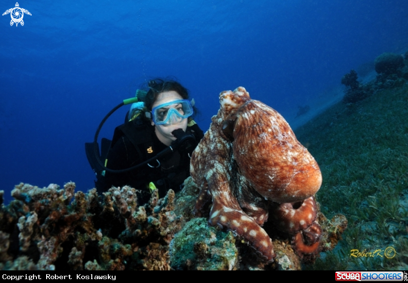 A octopus