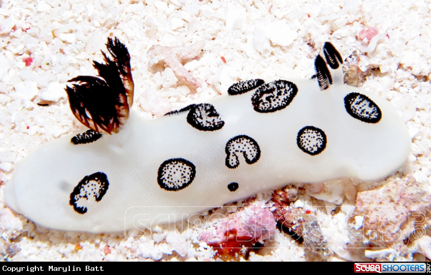 A underwater creature