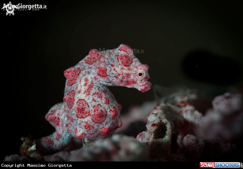 A pigmy sea horse bargibanti