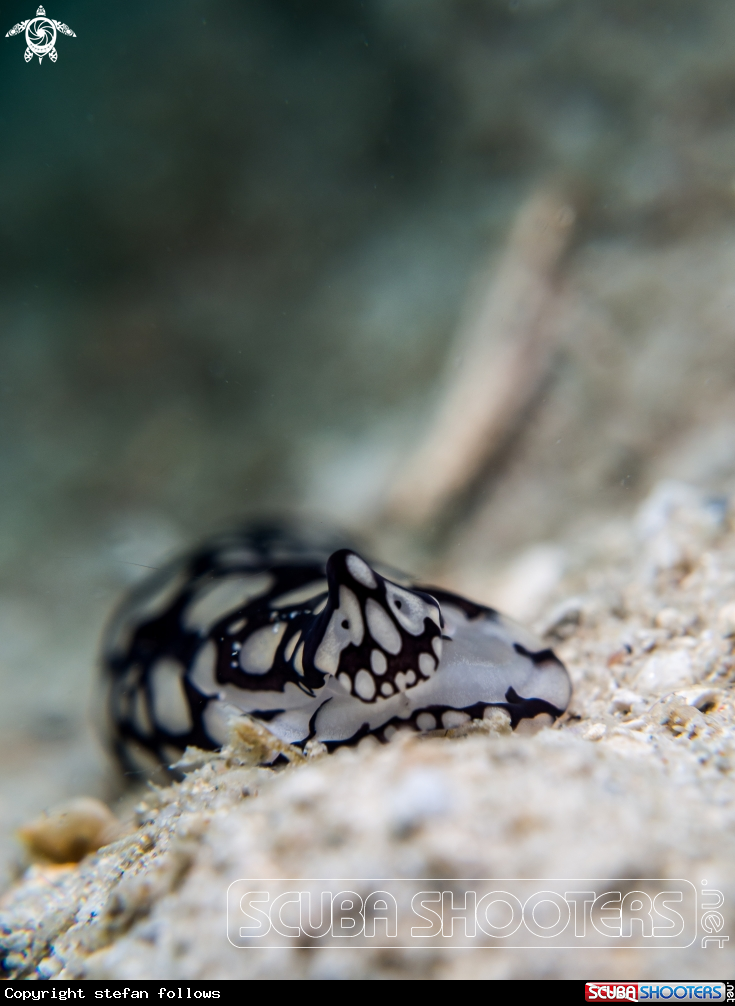 A Head Sheild Slug