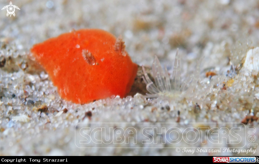 A Red Rostanga