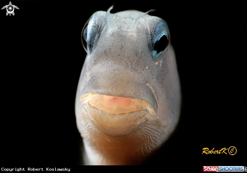 A blenny