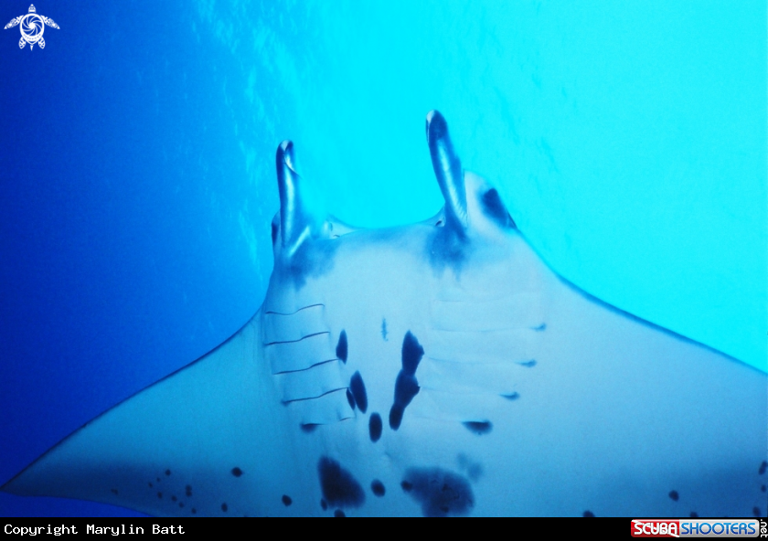 A underwater creature