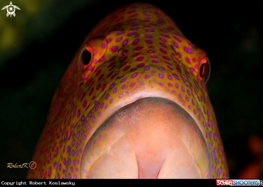 A grouper