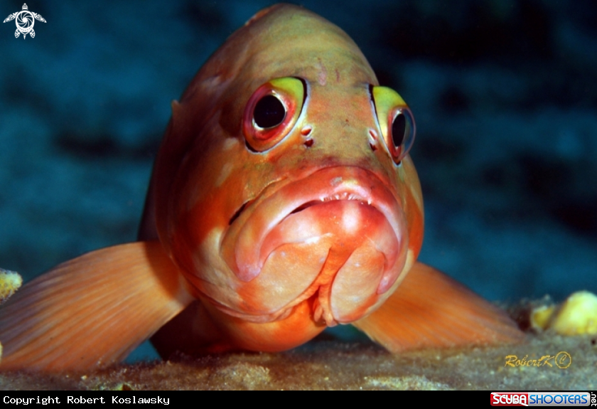 A grouper