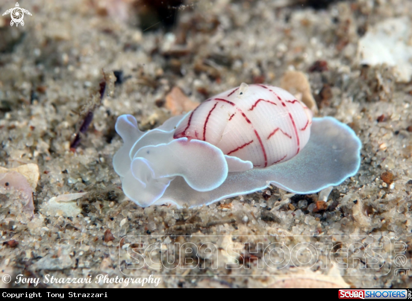 A Lined Bubble-shell