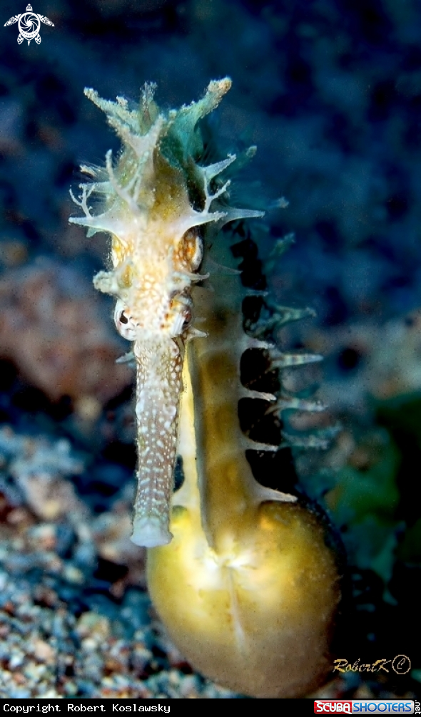 A sea horse