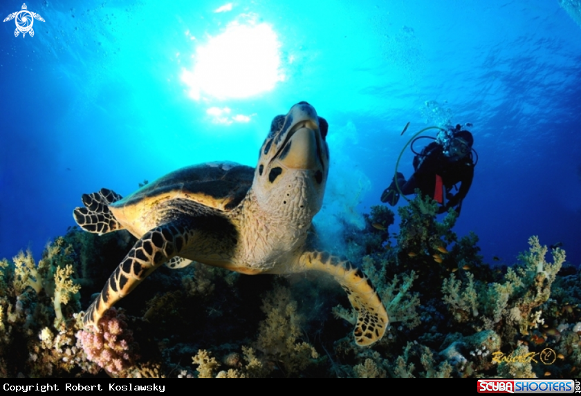 A turtle