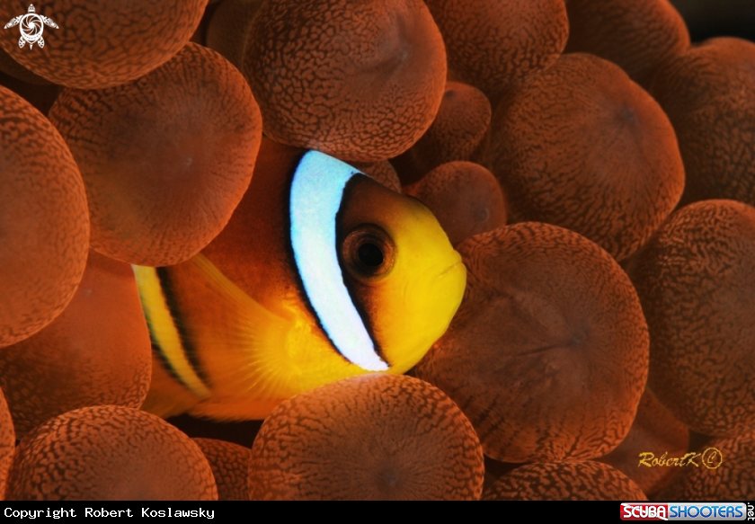 A Clownfish