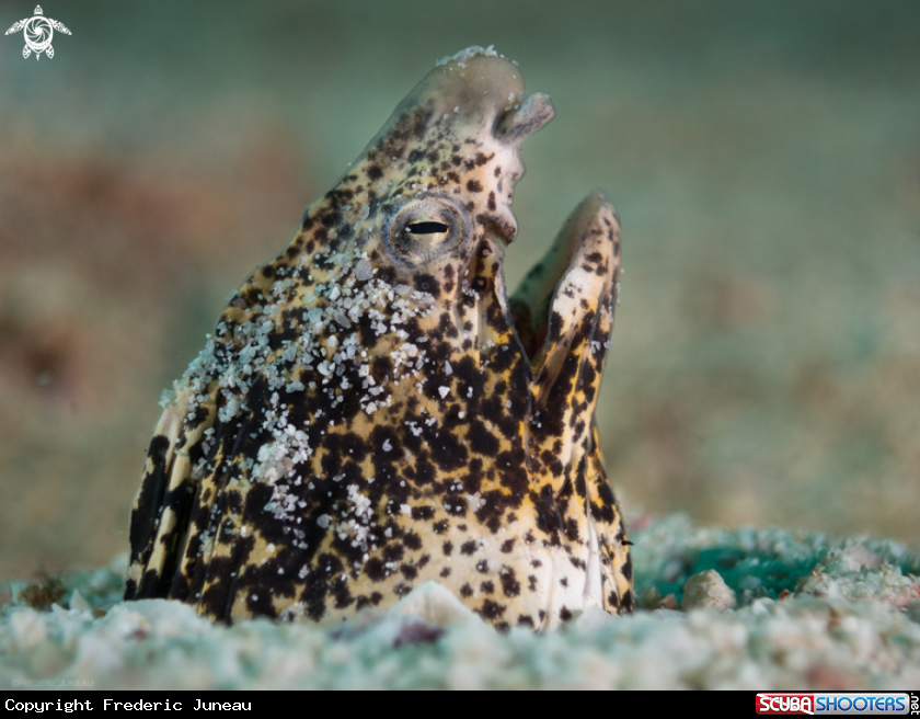 A Marbled Snake Eel