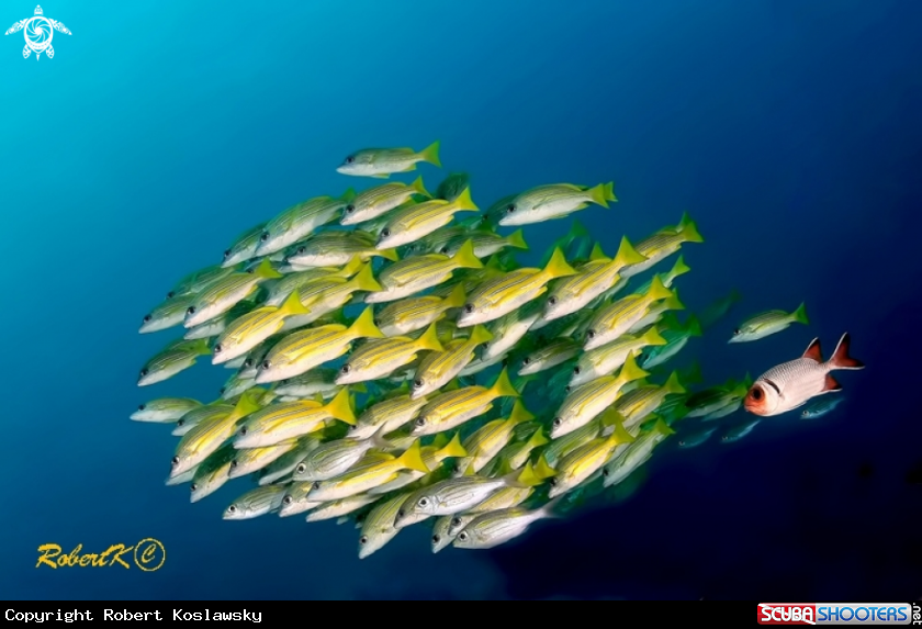 A snappers
