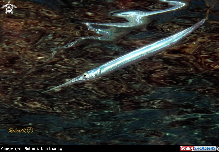 A spearfish