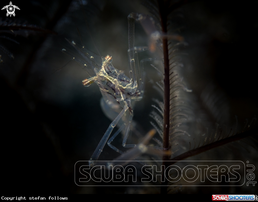 A Black and Silver Cuapetes Shrimp