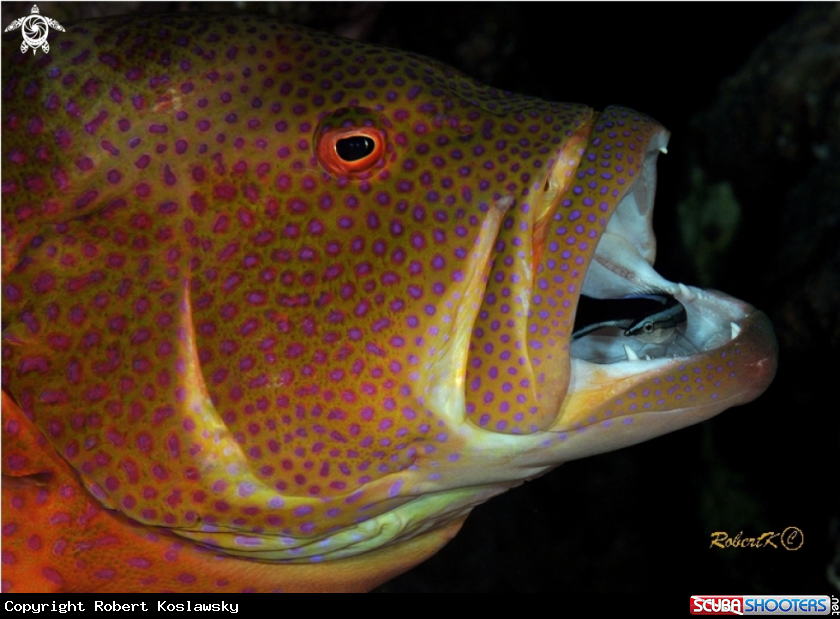 A grouper & cleaning fish