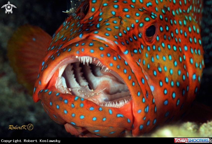 A grouper & cleaning shrimp