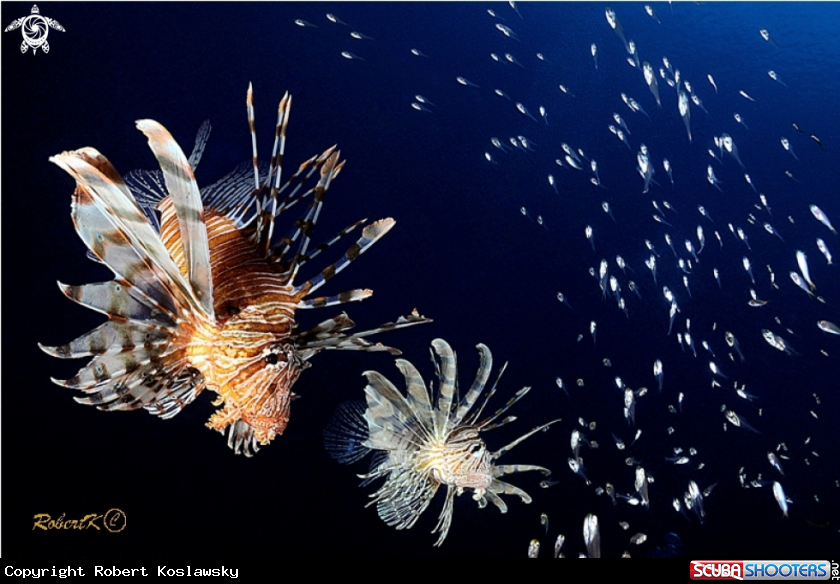 A Lionfish
