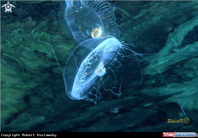 A jellyfish 