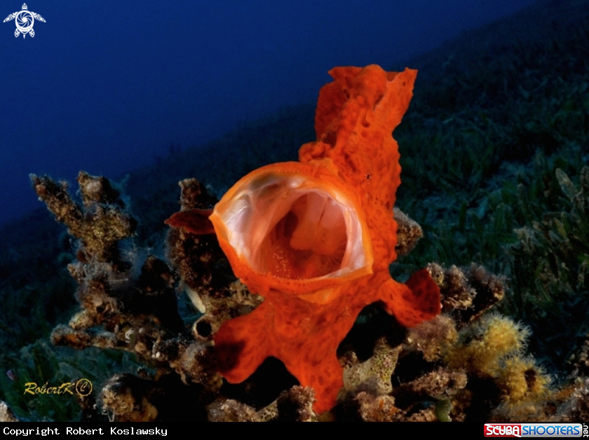 A Frogfish