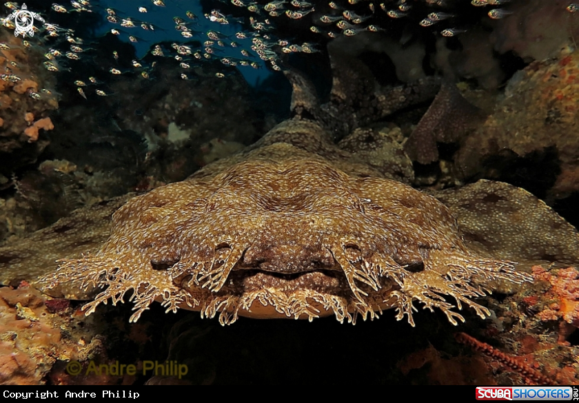A Wobbegong