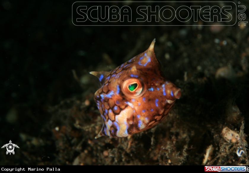 A box fish