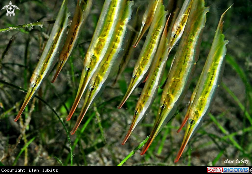 A razorfish