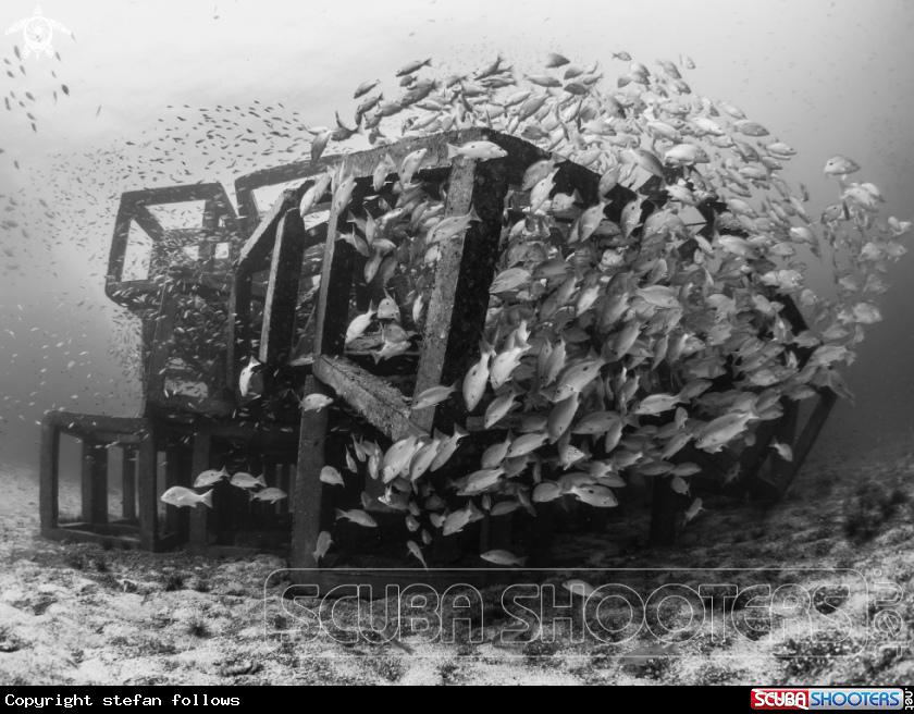 A Russell's Snapper