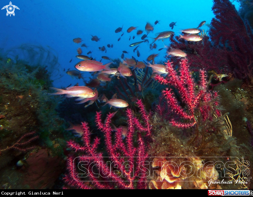 A Anthias