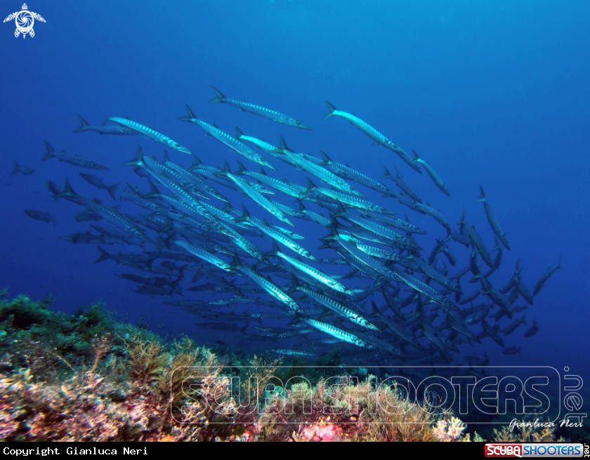 A Barracuda
