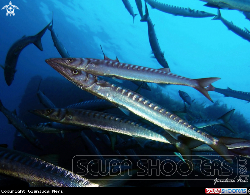 A Barracuda