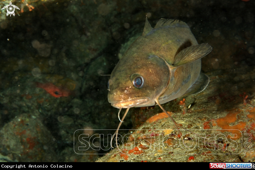 A Musdea-Mostella