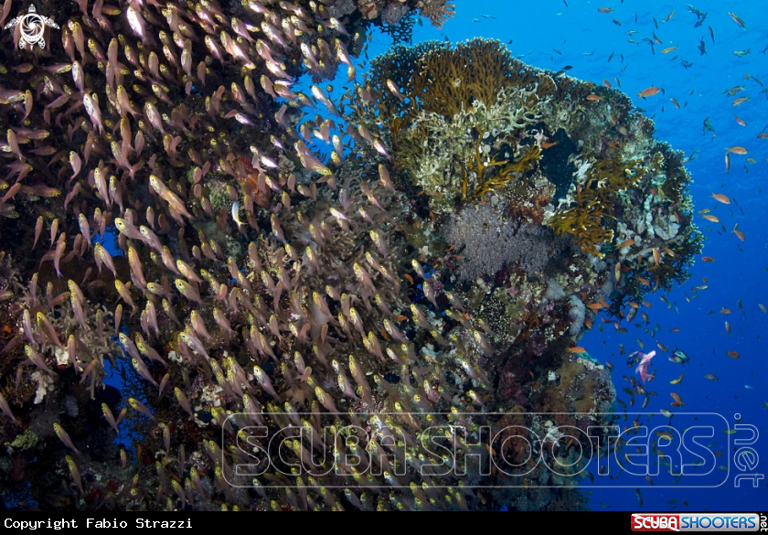 A Reef 