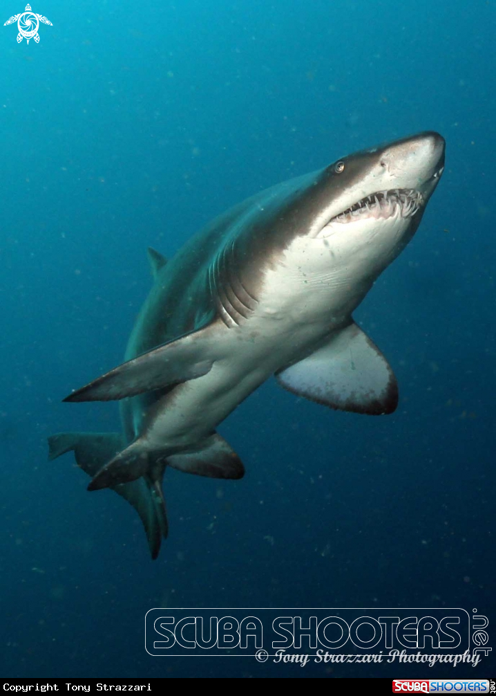 A Grey Nurse Shark (Sand Tiger, Ragged Tooth)