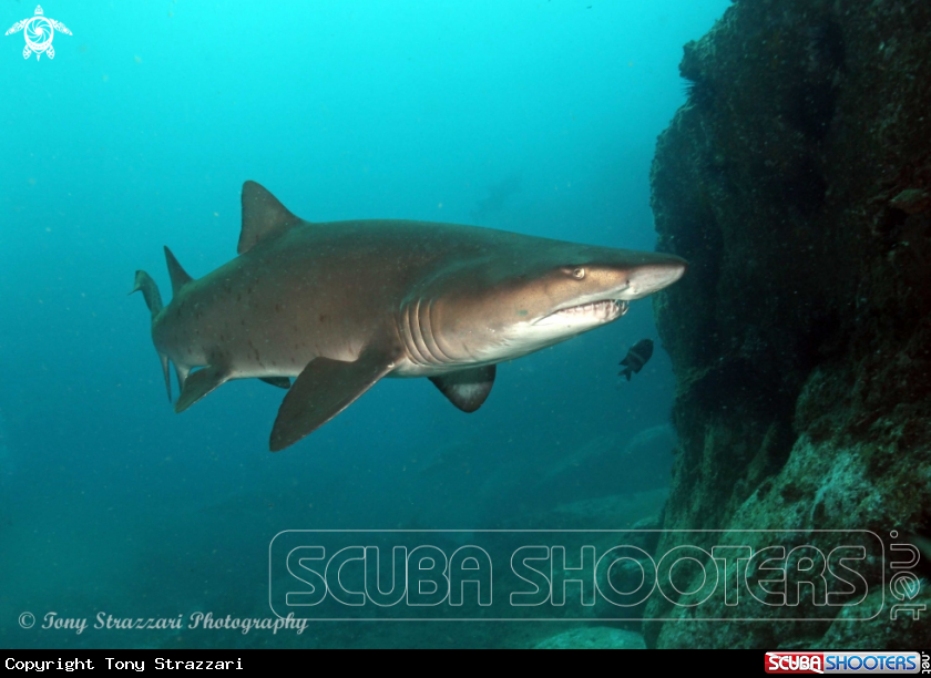 A Grey Nurse Shark (Sand Tiger, Ragged Tooth)